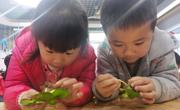 共生探究问题多 ----生物共生探究项目系列活动(三）