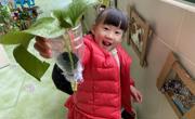 水管植物的寻家之旅 ——小（1）班班本课程